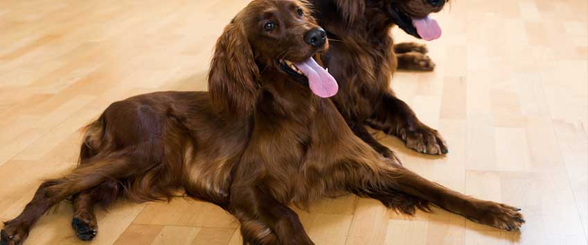 Is wood flooring suitable for house with pets | Flooring Services London